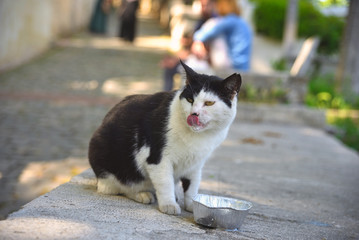 Street cats in city