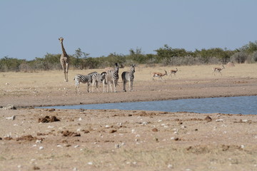 Fototapeta na wymiar Etosha National park