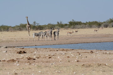 Etosha National park
