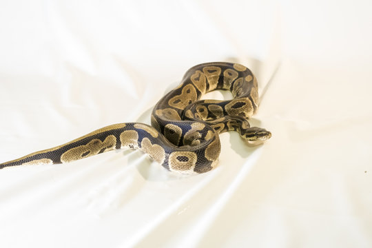 Royal or Ball Python snake, isolated on white background