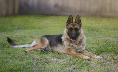 German shepherd on the lawn