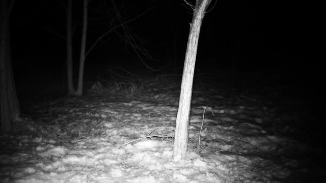 Fox (Vulpes vulpes) smells and eats in a wood in the night. Wildlife FullHD 1080p video.