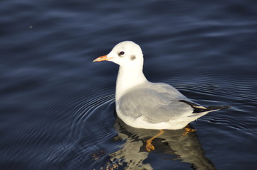  Black-headed gull  in the water