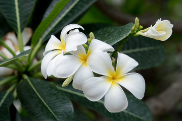 Fototapeta premium bouquet white plumeria on blurred background