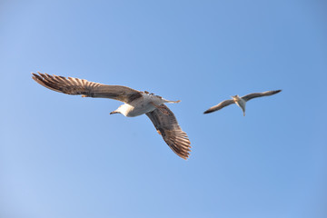 Gulls in the sky 
