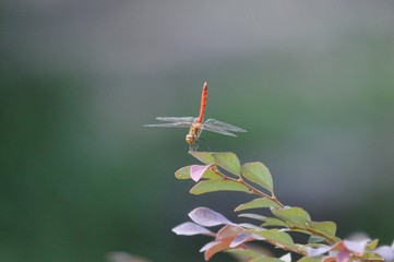 Red Dragonfly