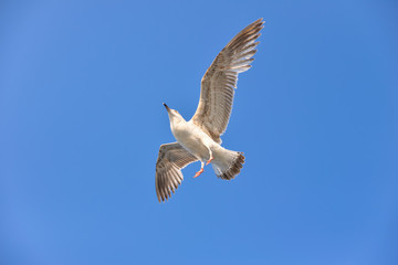 Gull in the sky 