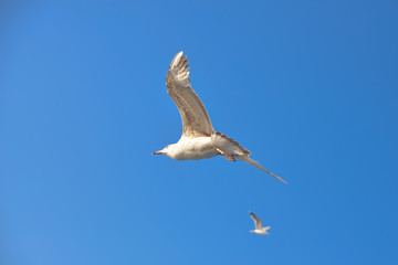Gulls in the sky 