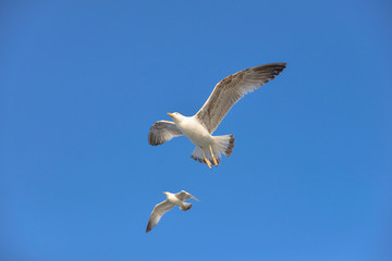 Gulls in the sky 