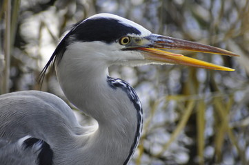 Heron open beak