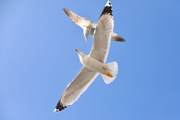 Gulls in the sky 
