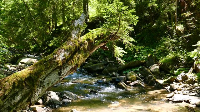 4K. Small  stream  in wood   with old log and moss. Landscape 