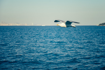 Fototapeta na wymiar Gull in the sky 