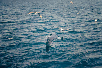 Naklejka premium Gulls in the sky 