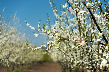 Blooming branches of cherry against the blue sky