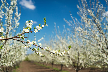 Blooming branches of cherry against the blue sky