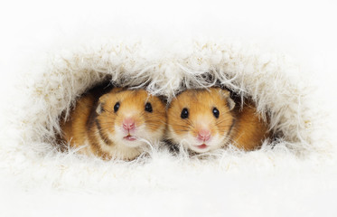 cute Syrian hamster in a fluffy hole