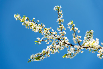 Blooming branches of cherry against the blue sky