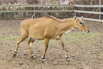 The deer walk around the enclosure.