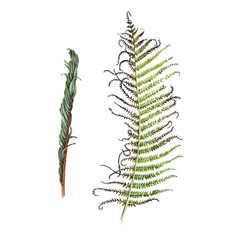 Fern, watercolor, can be used as greeting card, invitation card for wedding, birthday and other holiday and  summer background