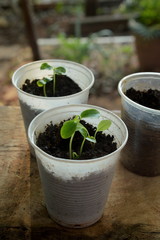 Papaya seed in plastic pot