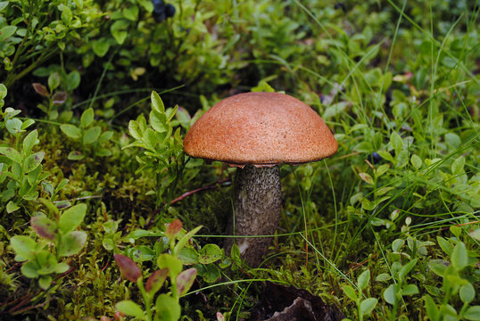 Mushroom growing on the grass in the forest. Closeup.
