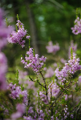 Pink flowers of wild heather growing in the forest.