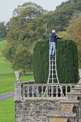 A gardener pruning an ornamental yew tree on an estate in Devon, England