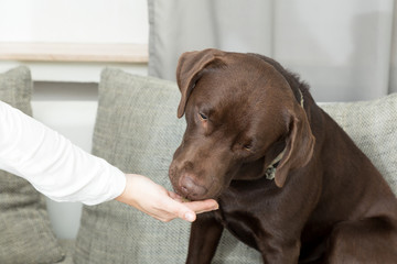 labrador food hand