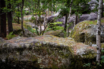 Forêt de Fontainebleau