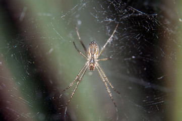 spider web