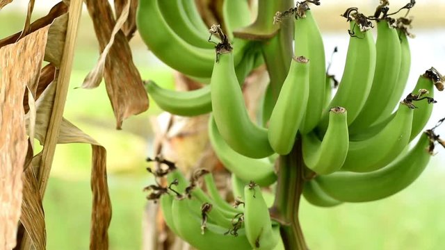 Raw banana fruit hanging on tree