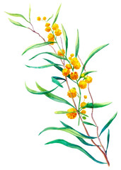 yellow mimosa flowers watercolor illustration
