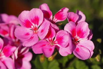 Fototapeta na wymiar pink Flammenblumen (Phlox)