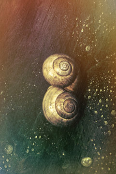 Two snails, yin and yang