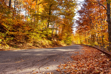 Autumn road with fallen rusty leaves