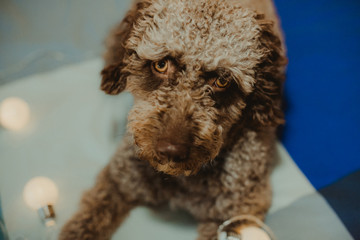 .Young brown curly-haired spanish water dog, lying on the bed resting and illuminated by small lights at Christmas time. Lifestyle.