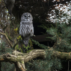 big nebulosa strix lapland owl