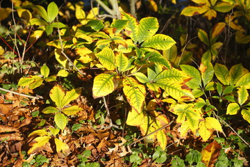 bunt verfärbtes Herbstlaub