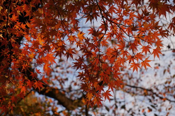 夕焼けの紅葉　autumnleaves