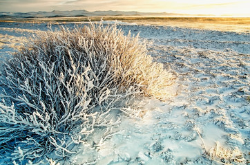 Bush is covered snow and ice with sunset sky