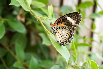 beautiful butterfly on green leaf