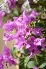 Bougainvillea flower in nature garden