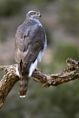 Northern goshawk. Accipiter gentilis