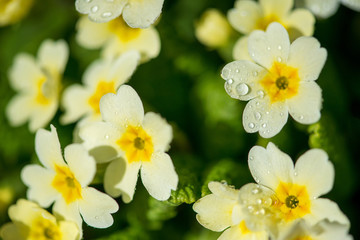 Close up of yllow primroses  blossoming in early spring garden - selective focus