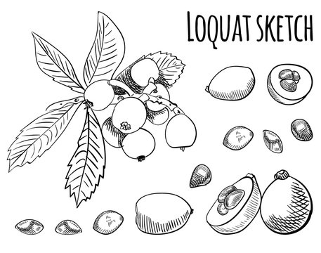 Loquat outline drawing isolated on white. VECTOR illustration.