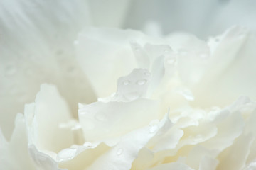 Close-up of white peonies in a spring garden - selective focus