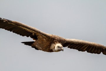 Griffon Vulture, (Gyps fulvus)