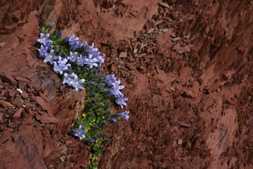Mont-Cenis-Glockenblume auf Radiolarit
