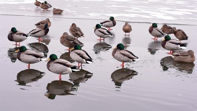 Ducks climbed thin ice/Early winter. The city pond froze and the ducks climbed the thin ice.